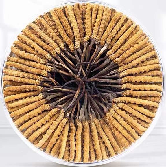 滑县冬虫夏草回收